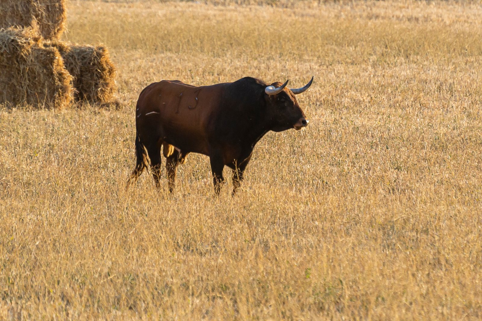 La escasez de toros en el campo obliga a los despachos taurinos a adelantar los abonos a contrarreloj