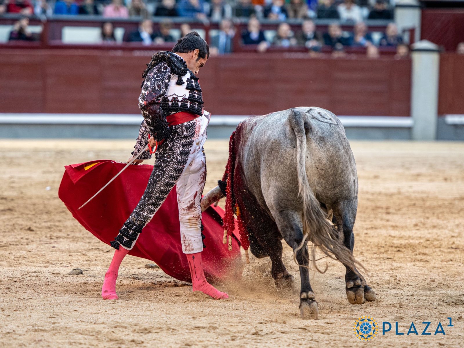 Los toros de Montalvo serán lidiados hoy en Zaragoza por destacados matadores